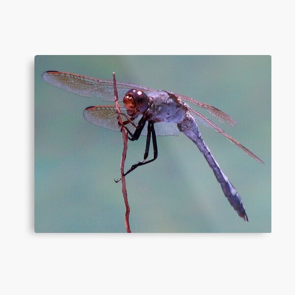 What A Dragon! Metal Print