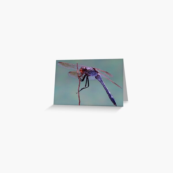 What A Dragon! Greeting Card