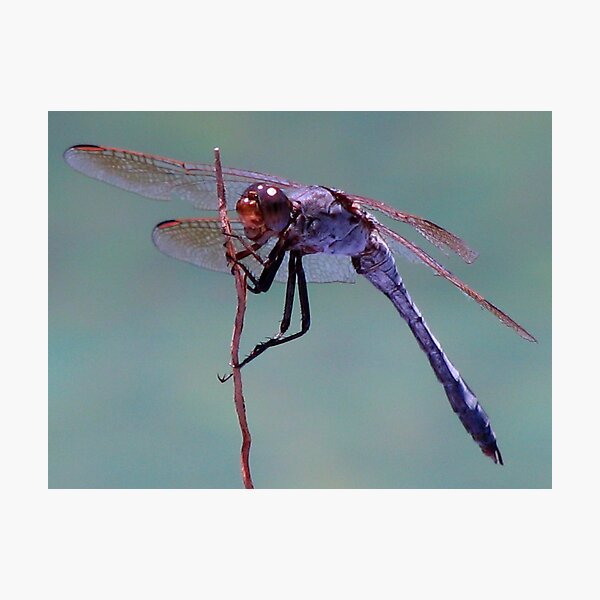 What A Dragon! Photographic Print
