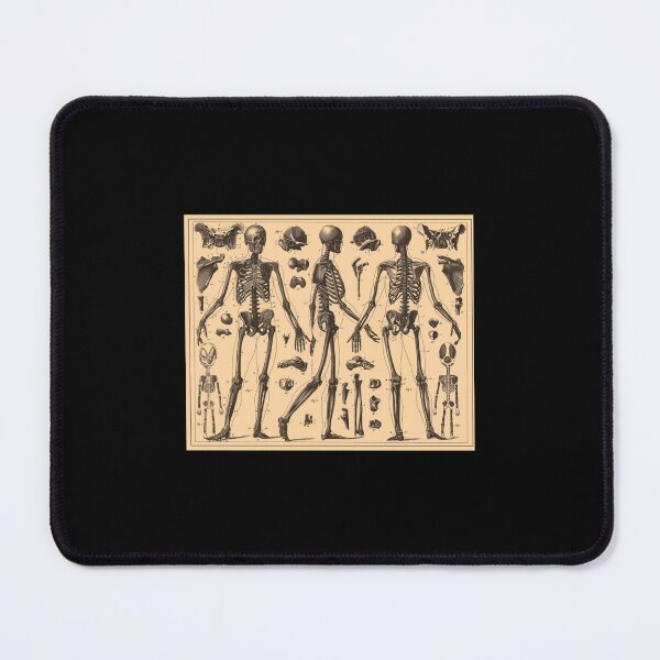 Item preview, Vintage Human Skeleton Anatomy Diagram (1907) Classic designed and sold by keatnybolho.