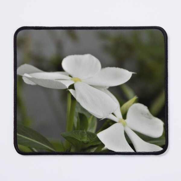 Item preview, Rosa bígaro, flor blanca designed and sold by Raktim01.