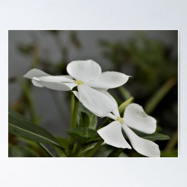 Item preview, Rose Periwinkle, white flower designed and sold by Raktim01.