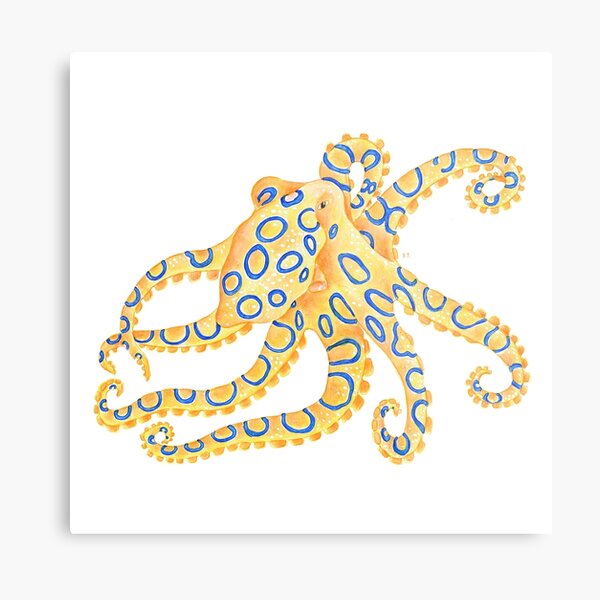 Blue Ring Octopus Metal Print