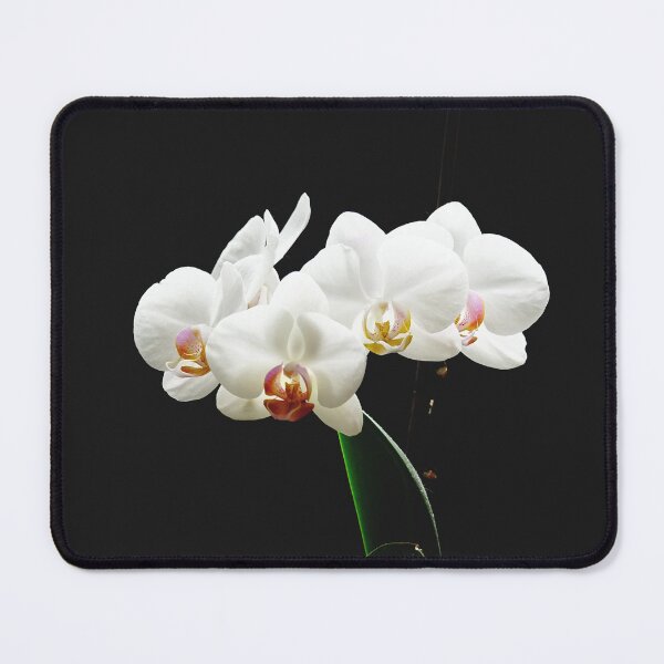 Item preview, White Orchid Fine Art Photography designed and sold by CarolinaReina.