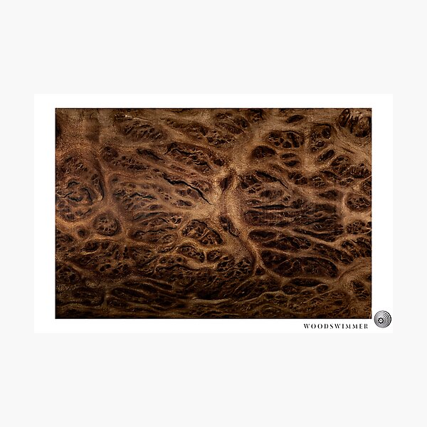 WoodSwimmer Still no.3, Red Mallee Burl Photographic Print