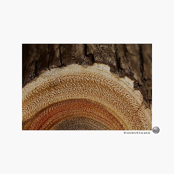 WoodSwimmer Still no.1, Eucalyptus Photographic Print