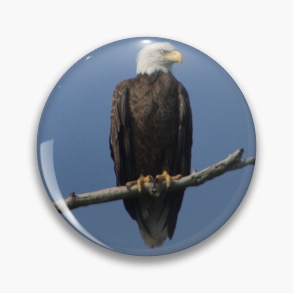 Item preview, Perched Eagle designed and sold by Donald Dandrea.