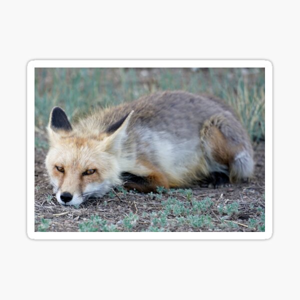 Item preview, Fox designed and sold by Betsy Seeton.