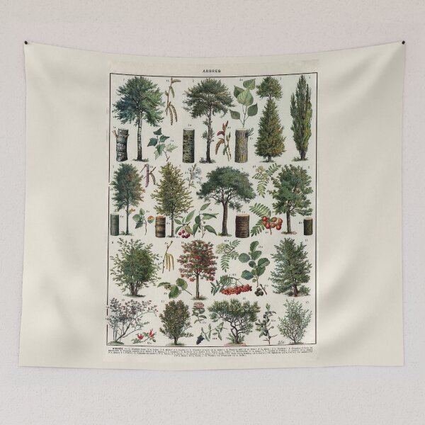 Item preview, Jardins (Arbres D'Ornement) 1 Vintage French Illustration - Ornamental Trees by Millot designed and sold by molamode.