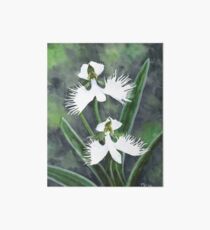 White egret orchid flowers (Habenaria Radiata) Art Board