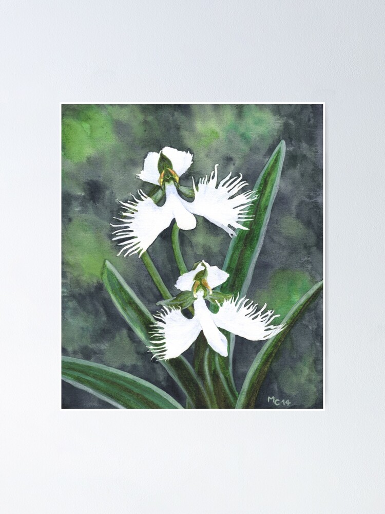 Póster «Flores de orquídeas garza blanca (Habenaria Radiata)» de  savousepate | Redbubble