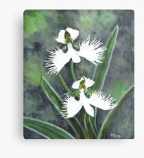 White egret orchid flowers (Habenaria Radiata) Metal Print