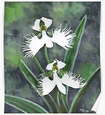 White egret orchid flowers (Habenaria Radiata) Poster