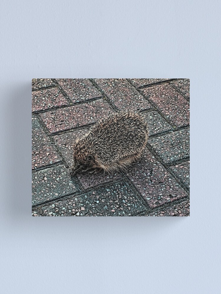 Alternate view of Hedgehog Canvas Print