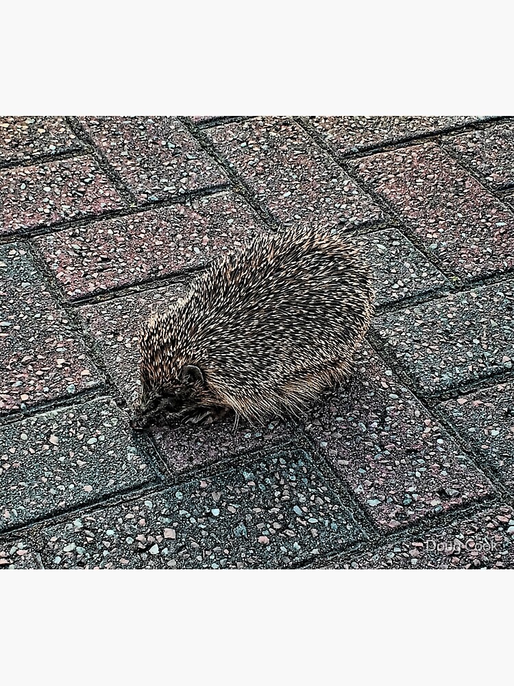 Hedgehog by DougCook