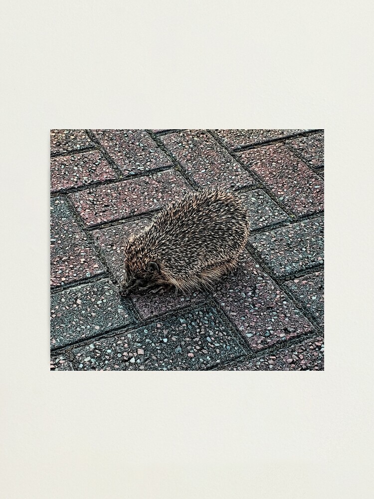 Alternate view of Hedgehog Photographic Print