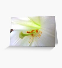 White Lilly pollen Greeting Card