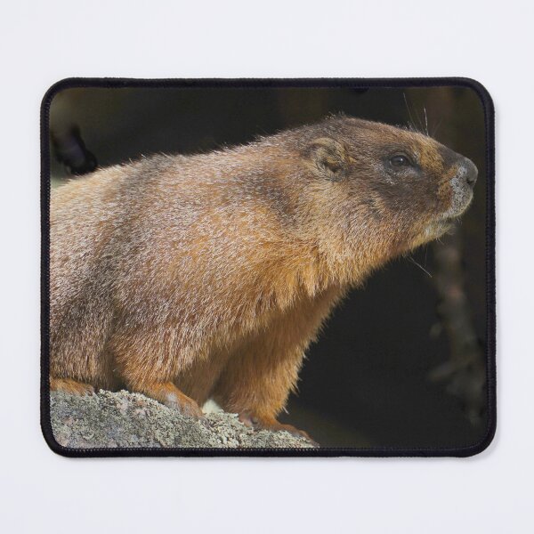 Item preview, Marmot designed and sold by Betsy Seeton.