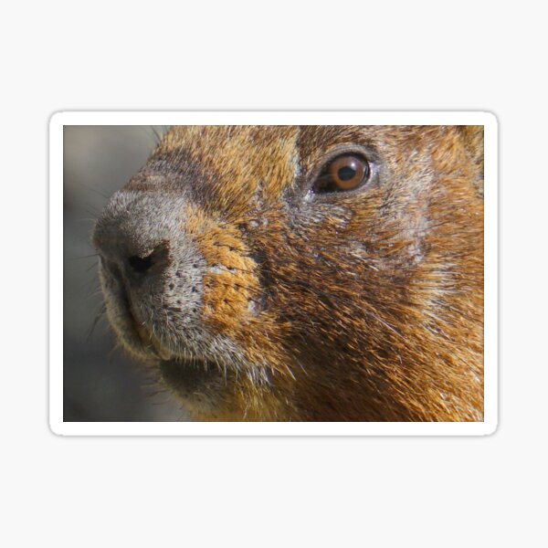 marmot for sale animal
