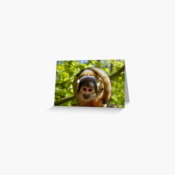 Monkey Greeting Card