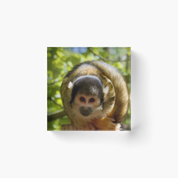 Monkey Acrylic Block