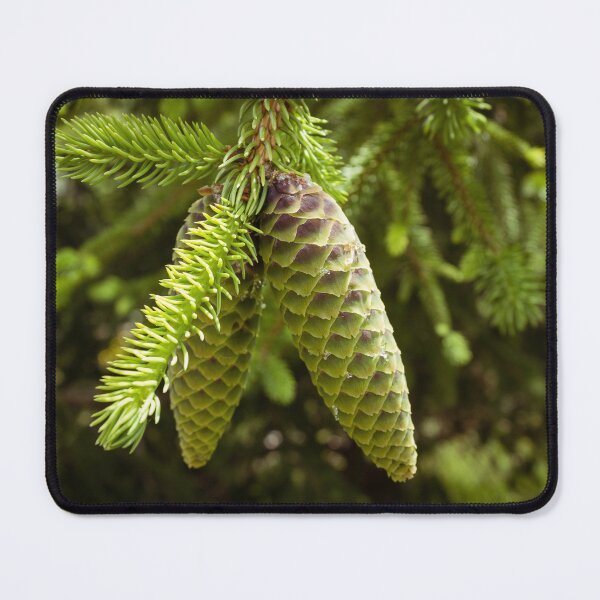 Item preview, Green pinecones still in the tree designed and sold by TheNinthMemory.