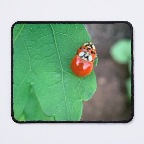 Item preview, Couple ladybug designed and sold by baksuart.
