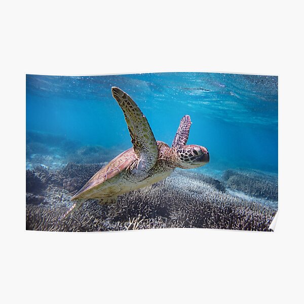 Swimming with Turtles Poster