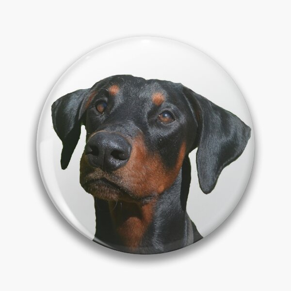 Aperçu de l'œuvre Autocollant Dobermann créée et vendue par apuppyfeed.
