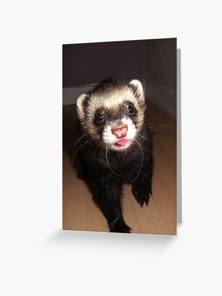 Ferret with tongue out Greeting Card for Sale by Fennic