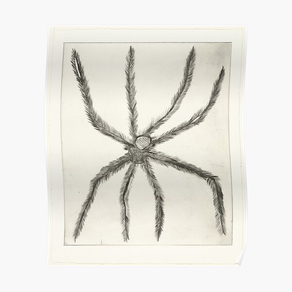 Louise Bourgeois - Hairy Spider Poster