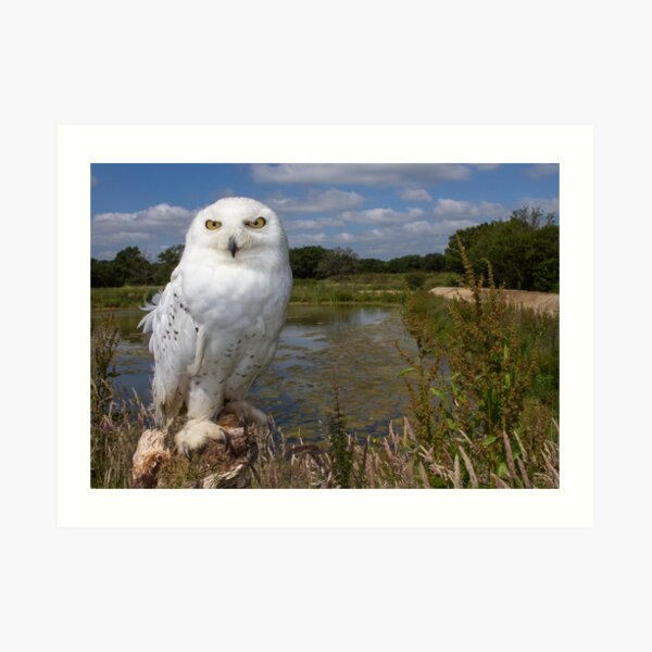 Owl with a view Art Print