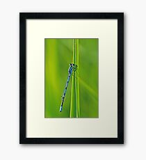 Bluet on Green Framed Print