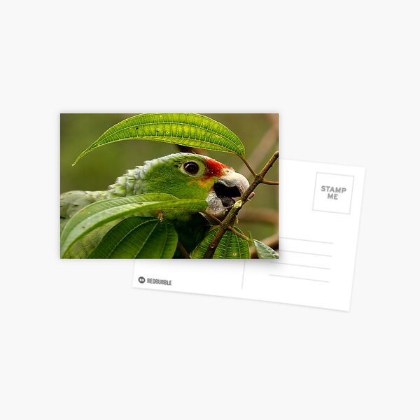 Red-Lored Parrot Postcard