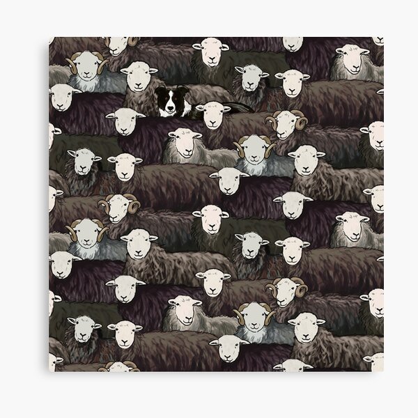 Herdwicks Canvas Print