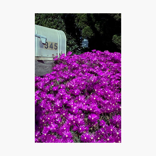 Aperçu de l'œuvre Purple Passion créée et vendue par Van Deman Design.