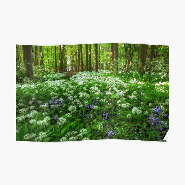 Colors in the forest Poster