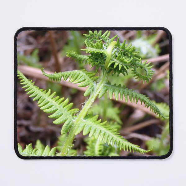 Item preview, fern designed and sold by KathleenDawson.