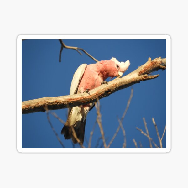 Item preview, Pink Galah designed and sold by indiafrankk.