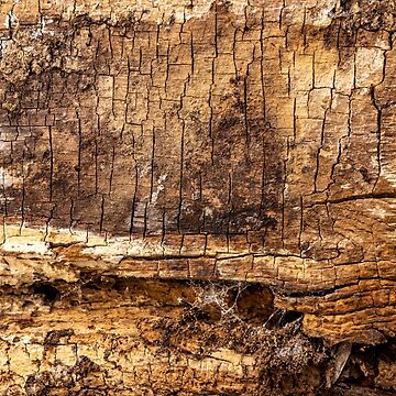 Worn out tree trunk close-up, weathered and torn iPhone Case for