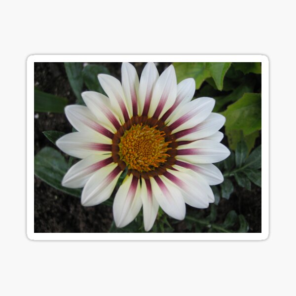 White Gazinia Sticker