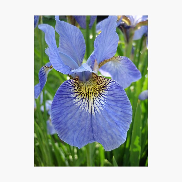 Iris Photographic Print