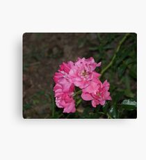Roses. Canvas Print