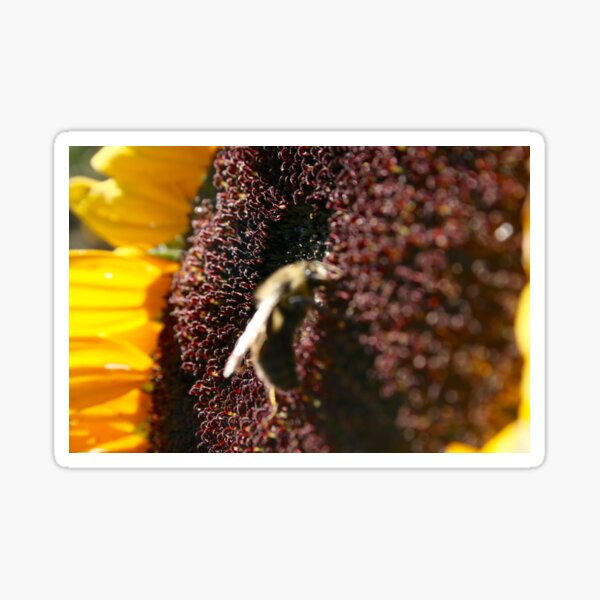 Bee on Sunflower Sticker