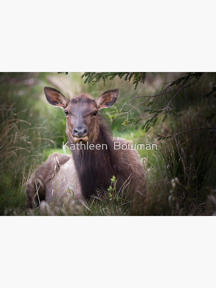 Roosevelt Elk by KathleenBowman