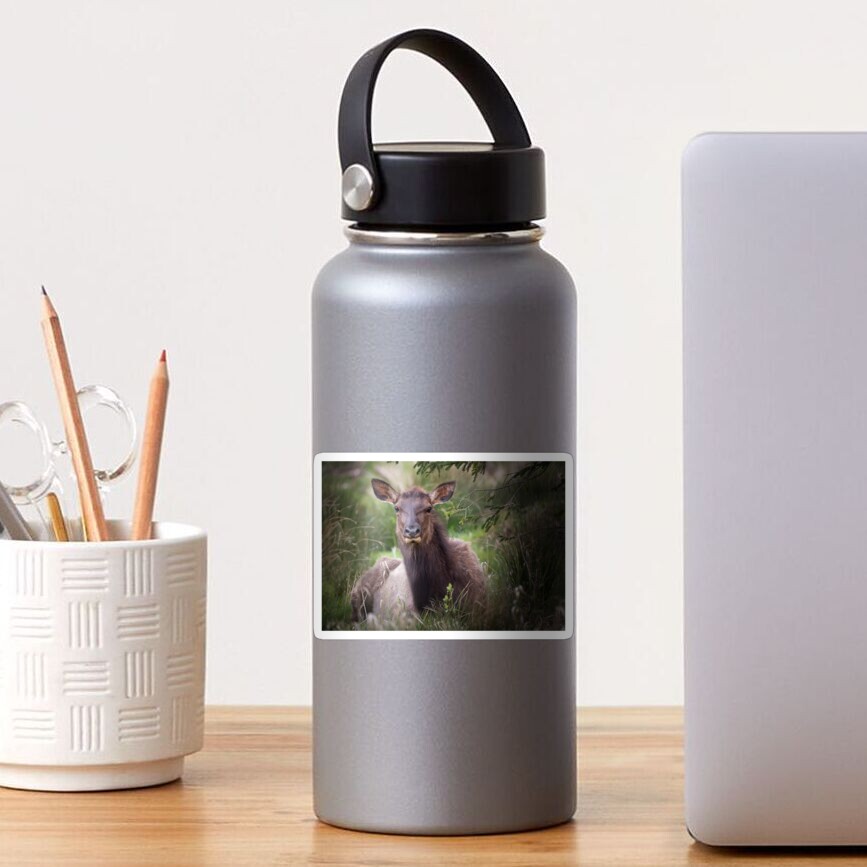Roosevelt Elk Sticker