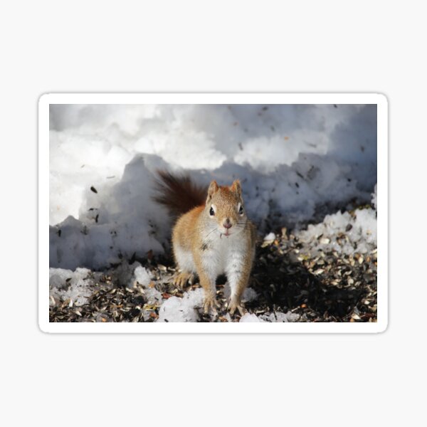 spring nut Sticker