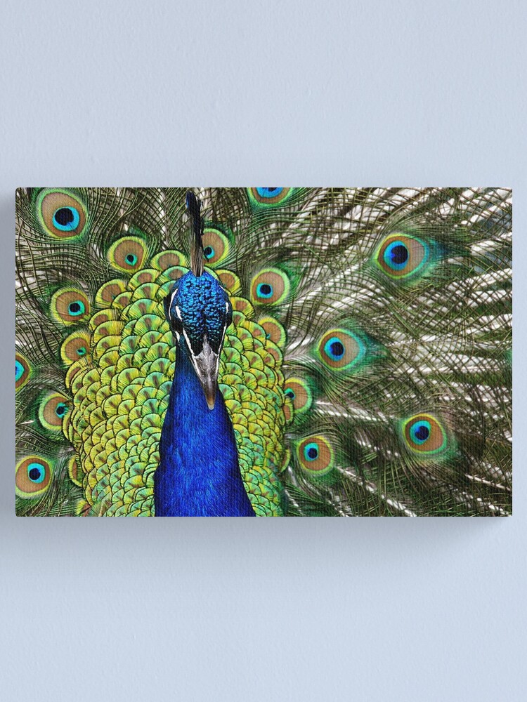 Peacock Feather Print, Peacock Wall Art, Peacock Art Print