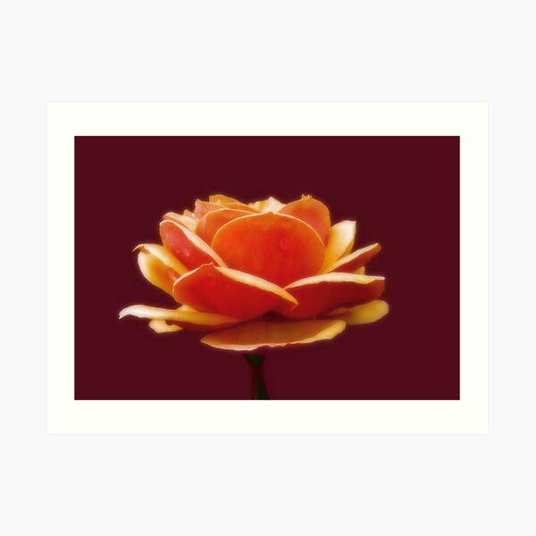 Smooth as Silk Art Print