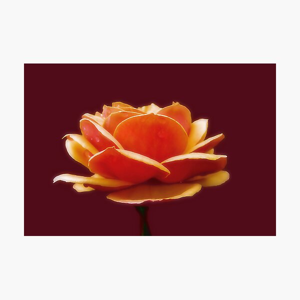 Smooth as Silk Photographic Print